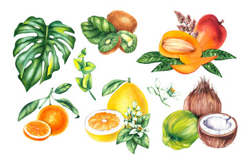 Botanical watercolor set with fruit plants. Kiwi, pomelo, coconut, orange, mango for textile design, fabrics, packaging, etc.