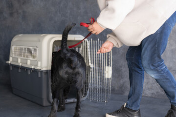 クレート訓練をする大型犬