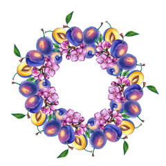Watercolor plum hand drawn fruit wreath. Plums illustration for packaging, textile, berddesign etc. Plum fruit isolated on white. Fruit illustration