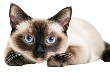 A beautiful Siamese cat with striking blue eyes and a sleek cream-and-brown coat lies down, gazing attentively.