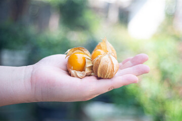 Cape gooseberry (Physalis peruviana) on hand