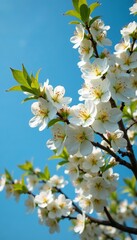 Scenic view of apricot tree filled with white flowers against clear blue sky, season, tree, blooming