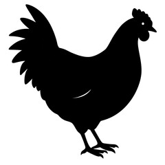 rooster isolated on silhouette white background