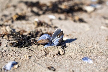Fresh blue mussels (Mytilus edulis) scattered along the sandy shore, glistening in the ocean breeze.