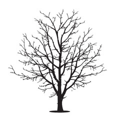 Fototapeta premium Isolated Birch Tree Graphic in Black and White