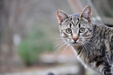 A horizontal portrait of a brown tabby cat with green eyes looking at the camera 