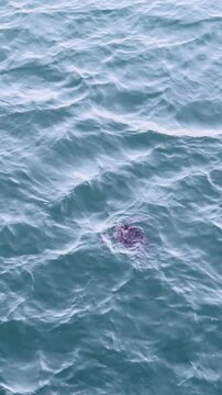 A graceful sea turtle swims effortlessly through the clear blue waters of the ocean, showcasing its natural beauty in vertical video.