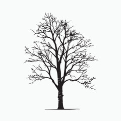 Minimalist Birch Tree Silhouette for Graphic Design