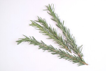 rosemary isolated on white background  © Shan_aja