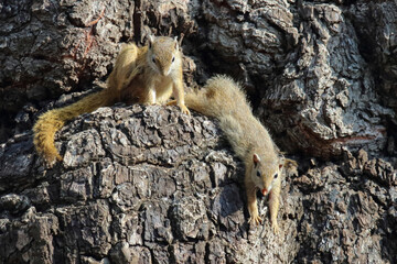 Ockerfußbuschhörnchen / Tree squirrel / Paraxerus cepapi