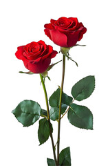 red rose isolated on white