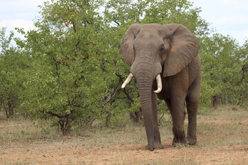 Fototapeta premium Afrikanischer Elefant / African elephant / Loxodonta africana