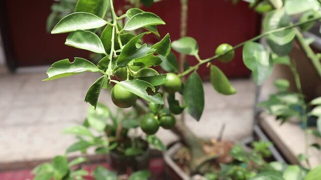 footage of a lime tree or limau katsuri with unripe lime with green leaves.