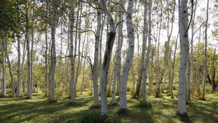 Fototapeta premium 北海道,モエレ沼公園