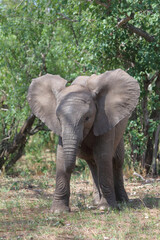 Fototapeta premium Afrikanischer Elefant / African elephant / Loxodonta africana