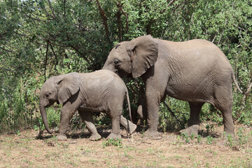Afrikanischer Elefant / African elephant / Loxodonta africana