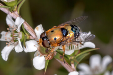 Austalis pulchella Fly - Resting on Plant Stem