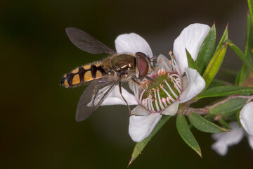 Melangyna viridiceps (Common Halfband Hoverfly) - Pollinating Native Flower