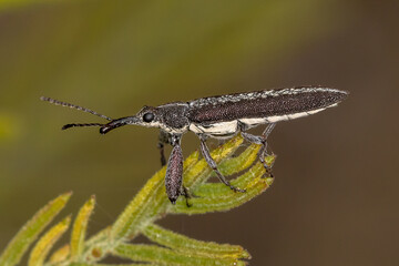 Rhinotia sp. (Long-nosed Weevil) - Side Profile on Leaf