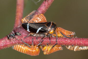 Eurymeloides bicincta (Gumtree Hopper) - Cluster on Branch