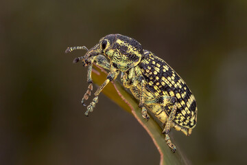 Botany Bay Diamond Weevil (Chrysolopus spectabilis) - Side Profile on Leaf