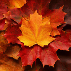 Red autumn maple leaves