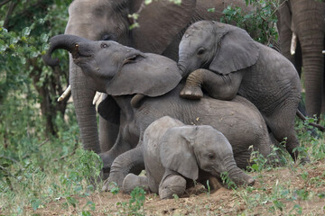 Fototapeta premium Afrikanischer Elefant / African elephant / Loxodonta africana