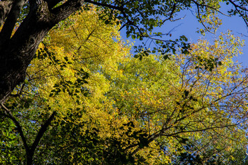 Autumn leaves
