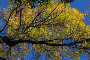 Autumn leaves