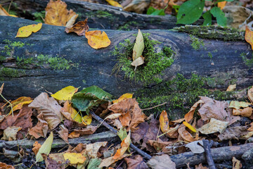 moss covered log with autumn leaves