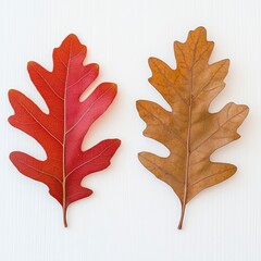 Obraz premium Two Oak Leaves Displaying Autumn Colors Red Brown against White Background