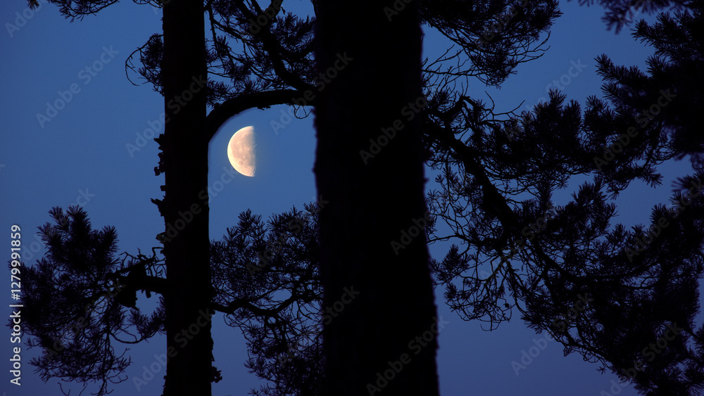 Poster the crescent moon shines through the trees