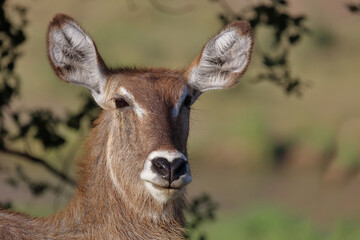 Wasserbock / Waterbuck / Kobus ellipsiprymnus