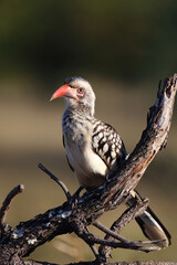 Rotschnabeltoko / Red-billed hornbill / Tockus erythrorhynchus