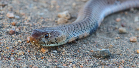 Mosambik-Speikobra / Mozambique spitting cobra / Naja mossambica