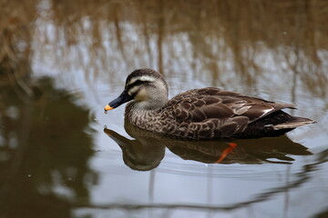 duck