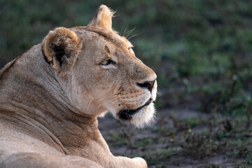 mother lion interacts with cubs in the dawn