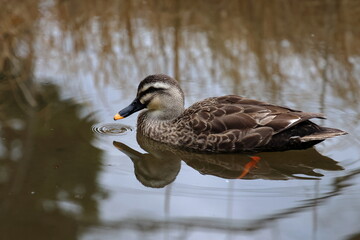 duck