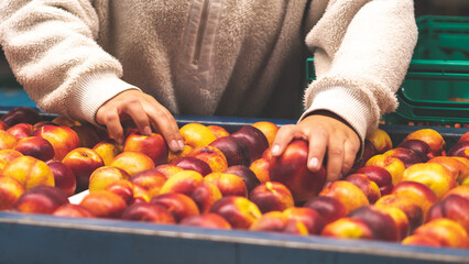 Nectarines fresh fruit being processed sorted in a packhouse horticulture in central otago new zealand fresh red juicy ripe 