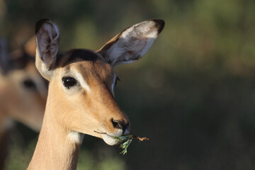 Schwarzfersenantilope / Impala / Aepyceros melampus