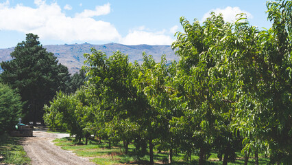 Nectarine fruit orchard central otago new zealand green trees blue sky summer scenery views