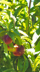 Ripe red nectarines on the tree central otago fruit summer new zealand