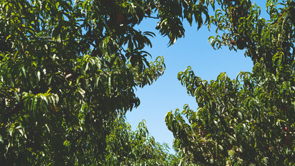 Nectarine fruit orchard central otago new zealand green trees blue sky summer scenery views
