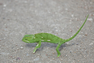 Lappenchamäleon / Flap-necked chameleon / Chamaeleo dilepis.