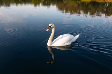 Fototapeta premium A white swan gracefully floating on a calm lake surrounded by tranquil natural scenery