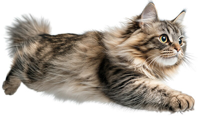 Fototapeta premium A fluffy, long-haired cat with striking green eyes is captured mid-leap, fully extended in an elegant and dynamic motion.