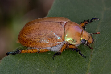 Christmas Beetle (Genus Anoplognathus) - Australian Insect