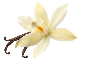 vanila flower png