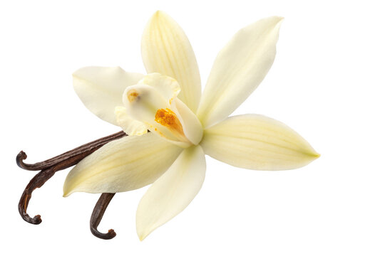 Fototapeta vanila flower png