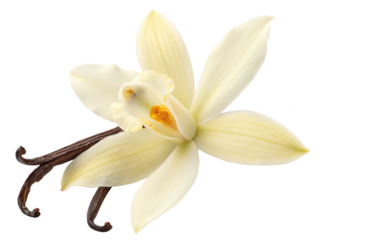 vanila flower png